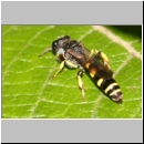 Crabro peltarius - Grabwespe m08 10mm.jpg